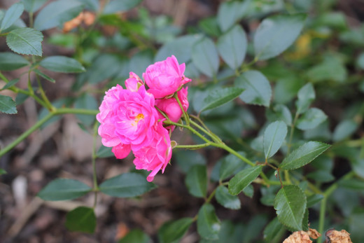 596374 (a): :2400x1600